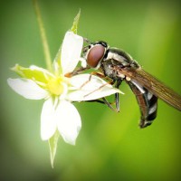 /album/smarahlayzei/photolia-a02-jpg/