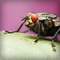 /album/smarahlayzei/photolia-a08-jpg/
